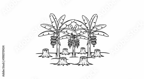 Stumps of felled banana trees with remaining fruit-laden bunches