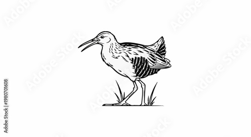 Stylized black and white illustration of a water bird with long beak