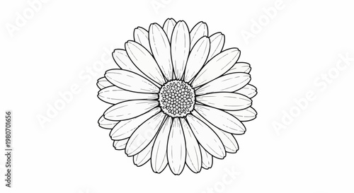 Detailed outline drawing of a single daisy with layered petals and textured center