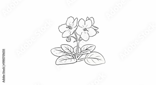 Line art sketch of a blooming African violet plant with leaves and flower buds