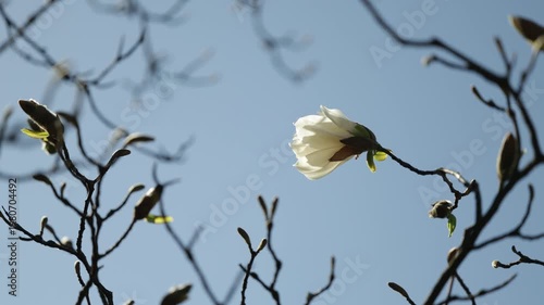 Blossoming white young Magnolia Kobus flower on blue sky background. Close-up. Spring awakening of nature