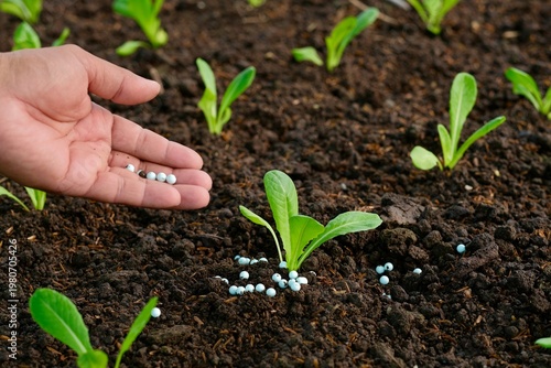 The hands of a farmer applying chemical fertilizer to leafy green vegetables to promote plant growth. Vegetables are a beneficial food source for humans.