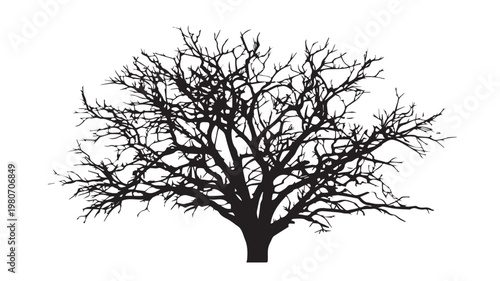 Bare Silhouette: The striking silhouette of a bare tree, its intricate branches reaching against the backdrop, creating a stark yet captivating visual.