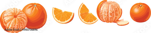 Vector Illustration Collection of Orange Fruits, Peeled Tangerines and Sliced Mandarins Set, Isolated on White Background for Fresh Juice Healthy Design