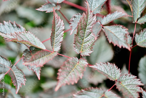 Fotografie Close-up of astilbe serrate foliage with soft natural light