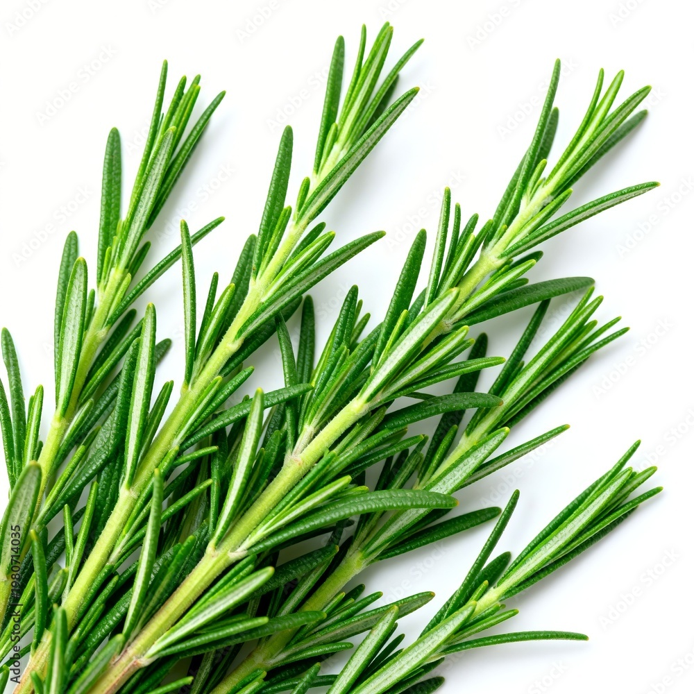 Fototapeta premium Fresh Rosemary Herb Stems on White Background