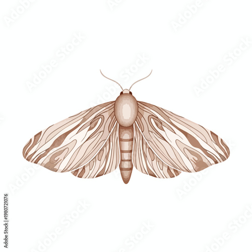 Detailed Illustration of a Moth with Intricate Wing Patterns