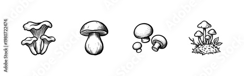 Wild Forest Mushrooms and Edible Fungi Varieties with Hand-Drawn Inky Brushwork and Detailed Organic Cross-Hatching Textures