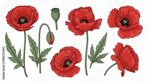 A collection of detailed red poppies and their buds on a white background