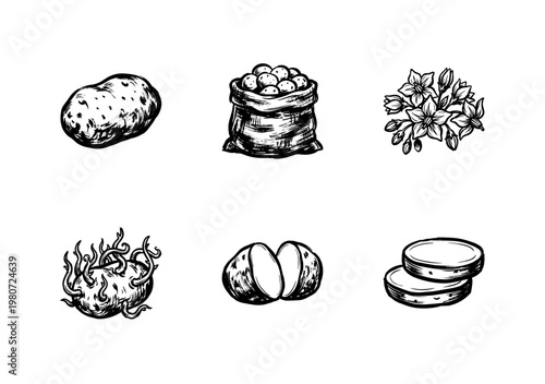 Potato Vegetable Harvest and Root Crops with Inky Hand-Drawn Brushwork and Organic Painterly Aesthetic