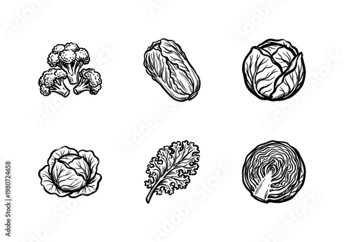Fresh Cabbage and Leafy Green Vegetables in Hand-Drawn Inky Brushstroke Style for Healthy Food and Culinary Design