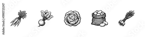 Vegetables and Garden Produce like Cabbage Potatoes and Carrots with Hand-Drawn Ink Brush Strokes and Vintage Engraving Texture