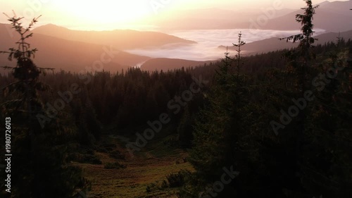 Green forest with firs and meadow in mountains on a sunny day in summer at morning. Beautiful nature of Carpathian mountains, Western Ukraine, Europe. Aerial drone shot landscape in morning mountains