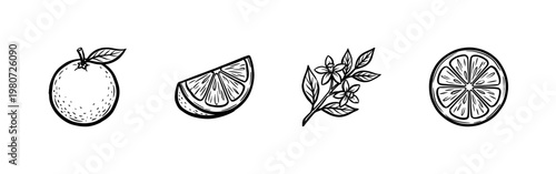 Citrus Fruit and Botanical Blossom Collection with Detailed Ink Brush Strokes and Hand-Drawn Engraved Aesthetic