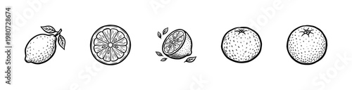 Fresh Citrus Fruits and Juicy Orange Slices with Fluid Ink Brush Strokes in Hand-Drawn Painterly Style