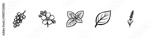 Botanical Herbs and Wildflower Plant Elements in Hand-Drawn Painterly Style with Fluid Ink Brush Strokes