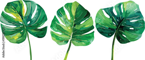 isolated four leaf clover macro closeup on white background showing green clover leaf plant in spring nature garden texture