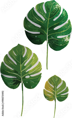 Set of green leaves and foliage isolated on white background showing natural botanical texture and organic plant pattern with green leaf veins and summer nature theme