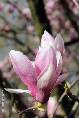 Blooming magnolia in Hollókú