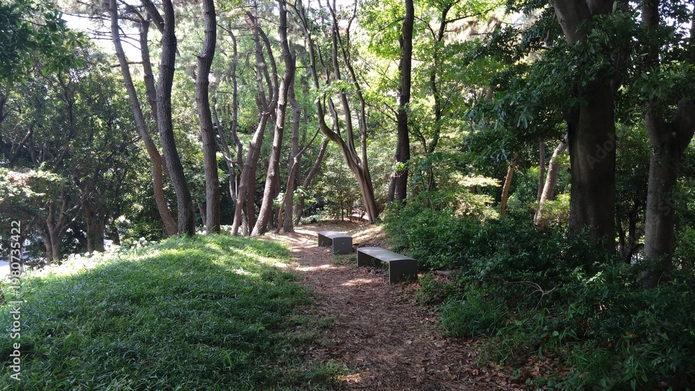 Fototapeta premium 森林の遊歩道とベンチ 自然の休憩スペース 公園風景