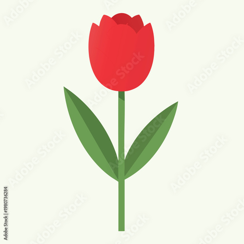 Bright Red Tulip Flower with Green Leaves on a Light Background