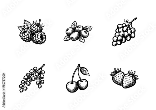 Fresh Berry and Fruit Garden Harvest Labels with Hand-Drawn Inky Brushwork and Organic Painterly Textures