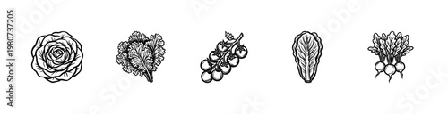 Fresh Garden Vegetables and Salad Greens with Inky Brushwork and Fluid Hand-Drawn Calligraphic Lines