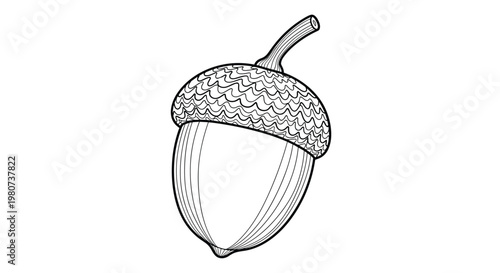 Detailed black and white sketch of a large acorn with a textured cap and smooth body provides a classic autumn botanical element.