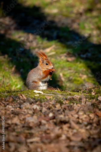 Common Red Squirrel, Sciurus Vulgaris, Sitting and Eating in Sunlight at Kosciuszko Park in Katowice