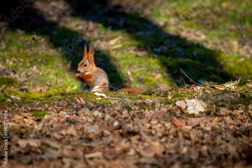 Common Red Squirrel, Sciurus Vulgaris, Sitting and Eating in Sunlight at Kosciuszko Park in Katowice