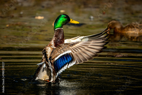 Male Mallard Duck Flapping Wings on Water Surface in Kosciuszko Park Katowice, Poland
