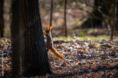 Backlit Common Squirrel Sciurus Vulgaris Climbing a Tree Trunk in Kosciuszko Park Katowice, Poland