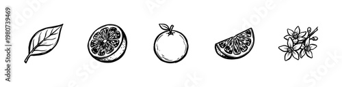 Citrus Fruits and Orange Slices Botanical Elements with Hand-Drawn Inky Brushwork and Fluid Painterly Aesthetic