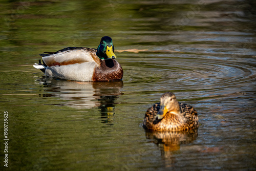 Male and Female Mallard Ducks Swimming in Kosciuszko Park, Katowice, with Selective Focus
