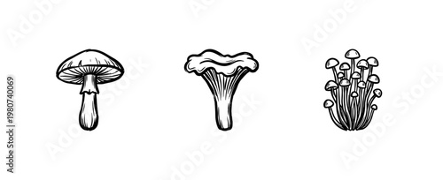 Wild Mushrooms and Forest Fungi Botanical Elements with Fluid Ink Brush Strokes and Hand-Drawn Painterly Style