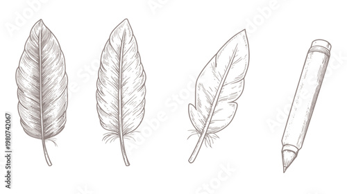 Pen and Feathers Sketch Illustration of three feathers and a pencil in sketch style