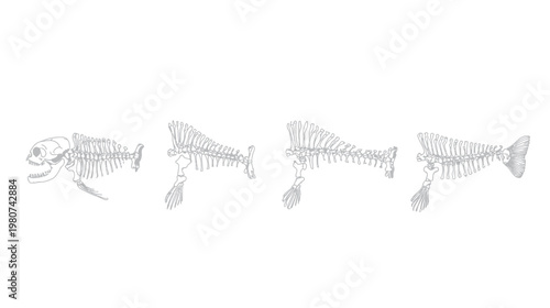 Gray scaled skeletal fish bones, arranged in a sequence on a white background