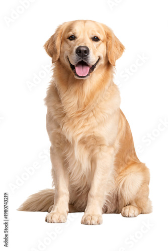 Fotografie Golden retriever dog sitting and smiling with tongue out on black png isolated t