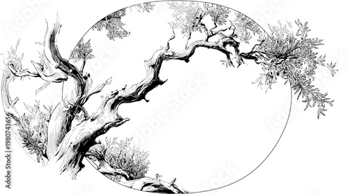 An ink sketch of a winding tree with sparse foliage in an ellipse frame