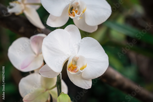 close up of white orchid