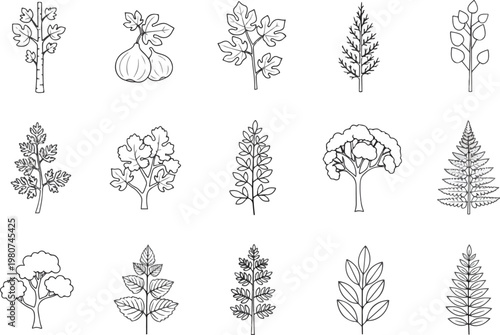 Collection of Hand-Drawn Botanical Illustrations of Various Trees and Plants.
