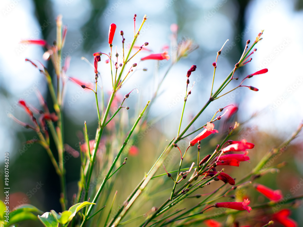 Fototapeta premium Vibrant red tubular firecracker plant flowers on thin green stems backlit against soft bright bokeh sky and foliage background