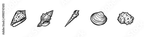 Marine Seashells and Ocean Beach Treasures with Hand-Drawn Inky Outlines and Weighted Brush Stroke Aesthetic