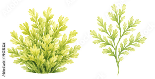 A watercolor collection of green seaweed and algae elements featuring soft leafy marine plants and botanical ocean foliage, isolated on a transparent background.