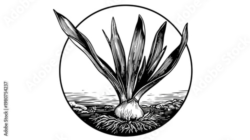 Black-and-white botanical illustration in a circle with leaves and bulbous root