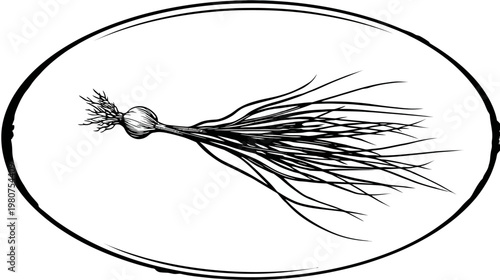 Hand-drawn black and white illustration of an onion inside an oval frame
