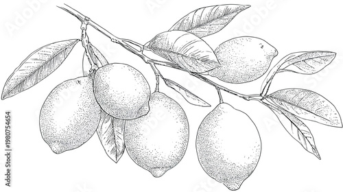 Intricate line drawing of lemon branch with ripe fruits and detailed patterned leaves