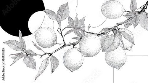 Stylized black-and-white graphic illustration of lemons on a branch with leaves, and abstract shapes