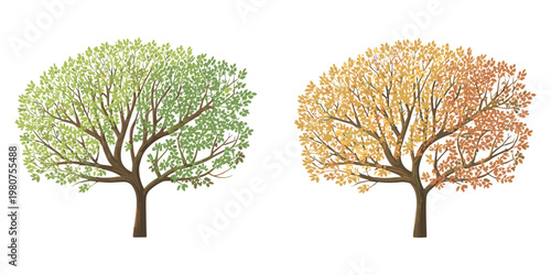 Two stylized trees one with green leaves and one with orange and brown leaves on white seasons spring