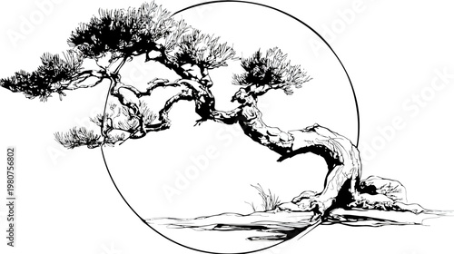 Illustrative pine bonsai tree with twisted trunk, encircled within a clean black line